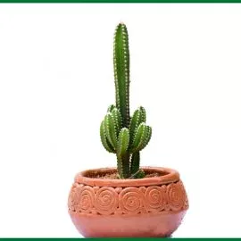 Euphorbia Ingens