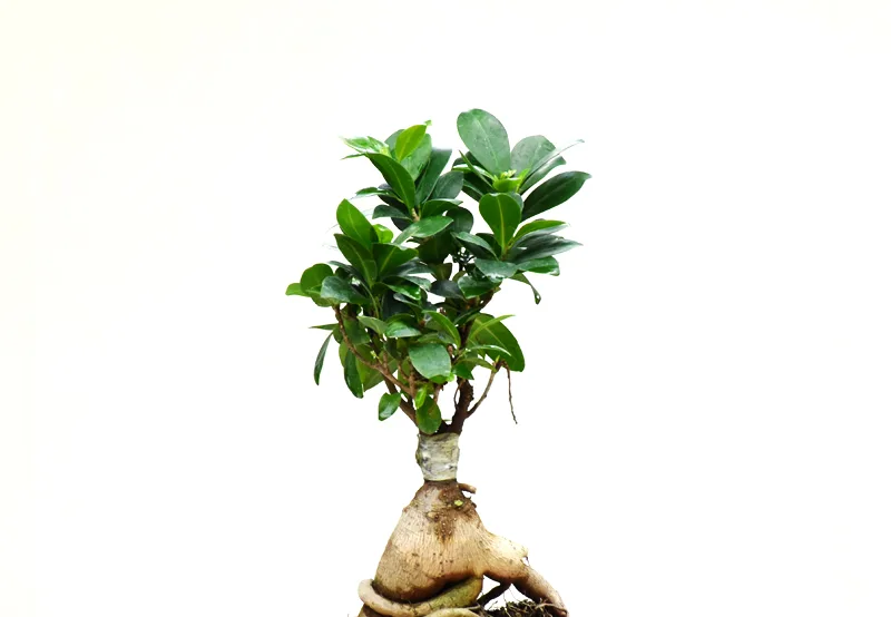 Ficus Bonsai