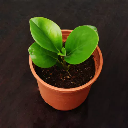 Peperomia obtusifolia