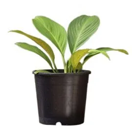 Peace Lilly
