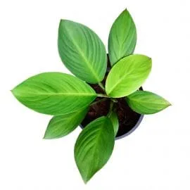 Peace Lilly