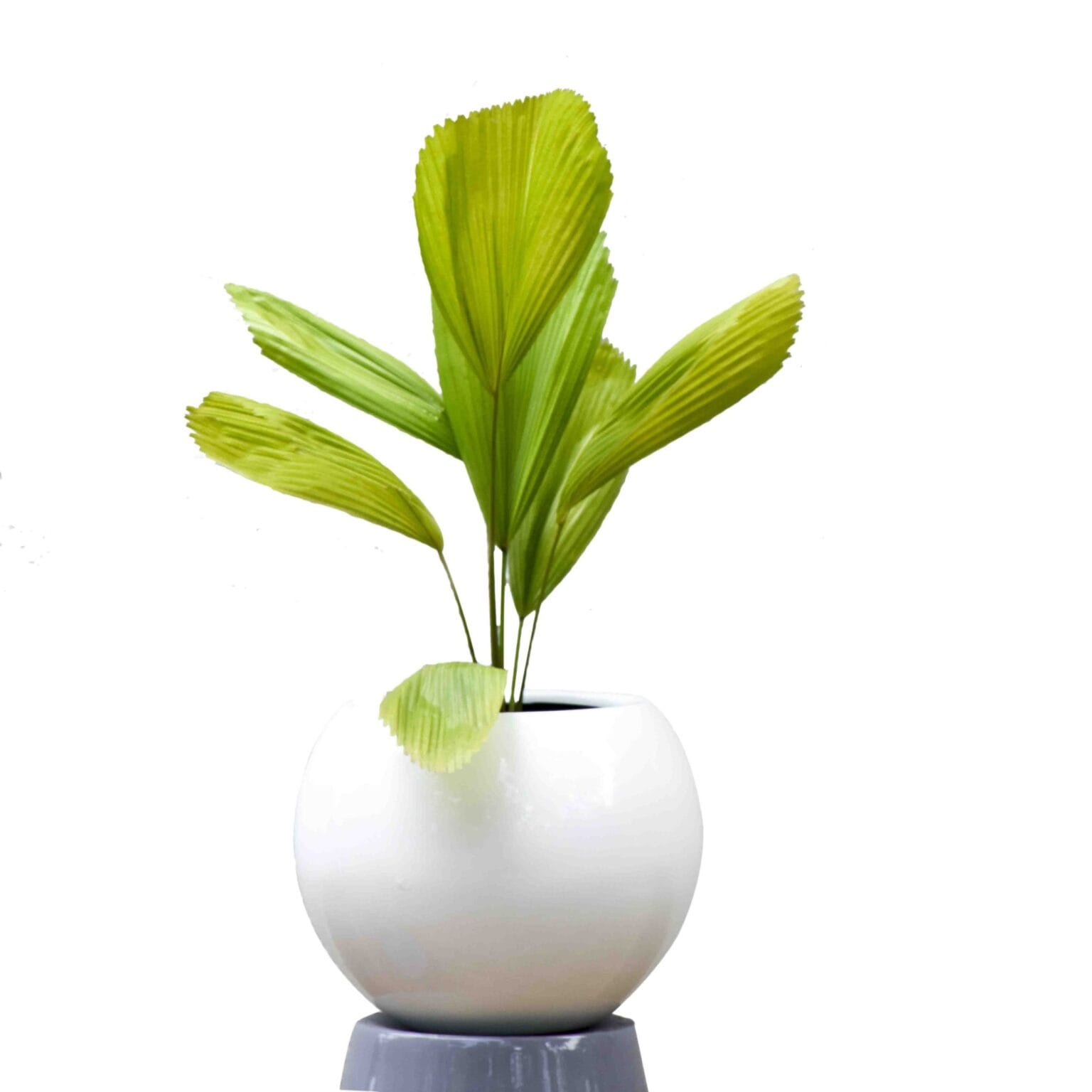 Licuala Grandis Palm 