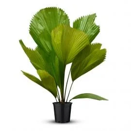 Licuala Grandis Palm