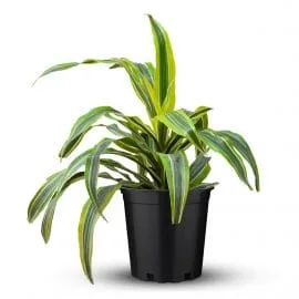 Dracaena Lemon Lime