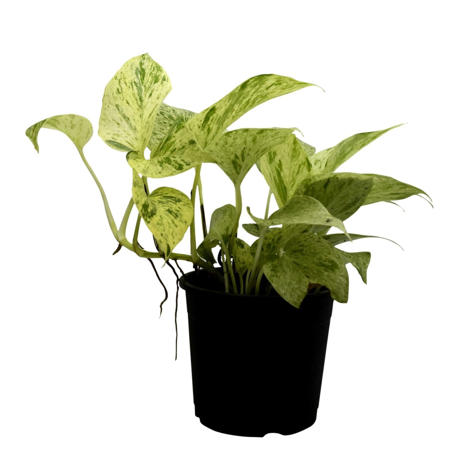 Money Plant Marble Queen