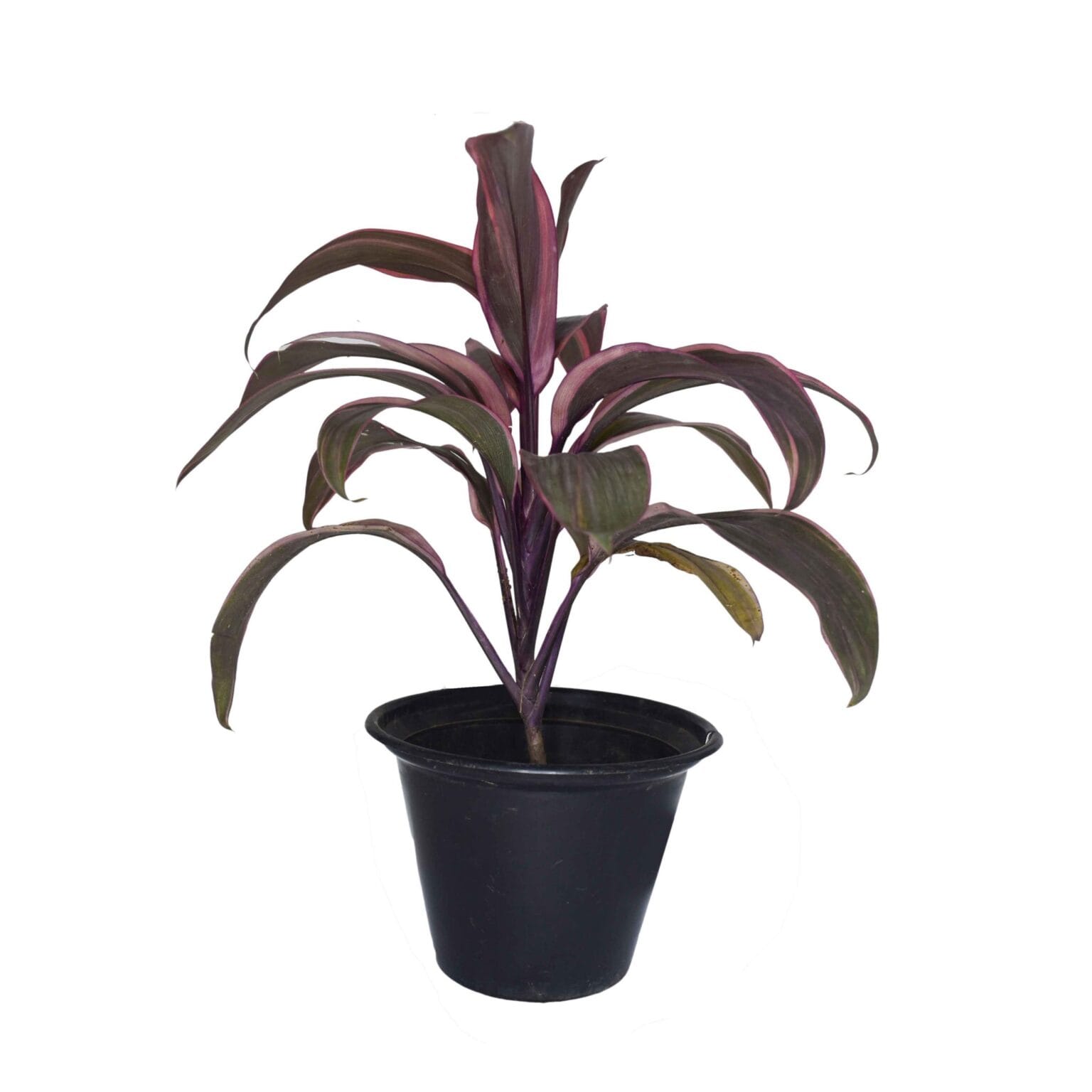 Dracaena Mahatma Cordyline Terminali