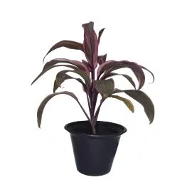 Dracaena Mahatma Cordyline Terminali