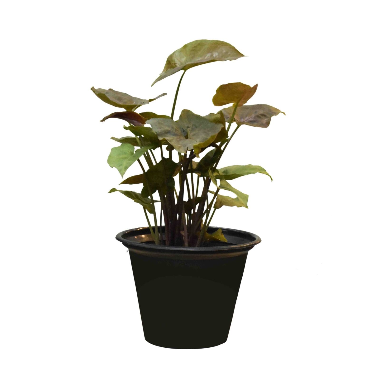 Syngonium Podophyllum Brown