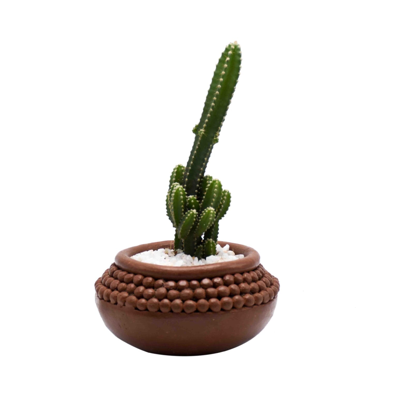 Euphorbia Ingens Plants