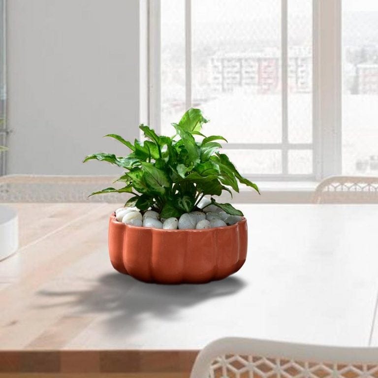 Decorative Ceramic Head Pot with Blue Dots Buy