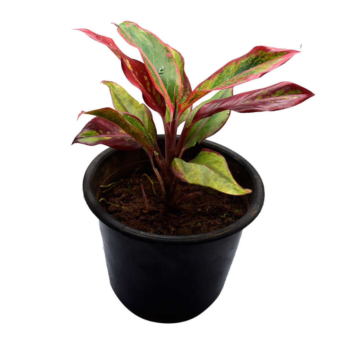 Aglaonema Red Lipstick Siam Aurora Buy Online Trivandrum Gardentech