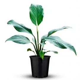 spathiphyllum Peace Lily