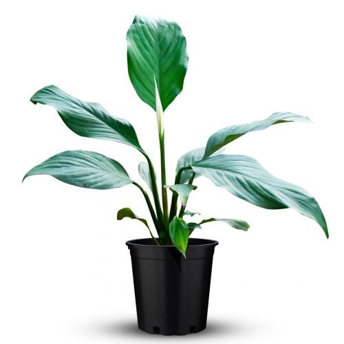 spathiphyllum Peace Lily