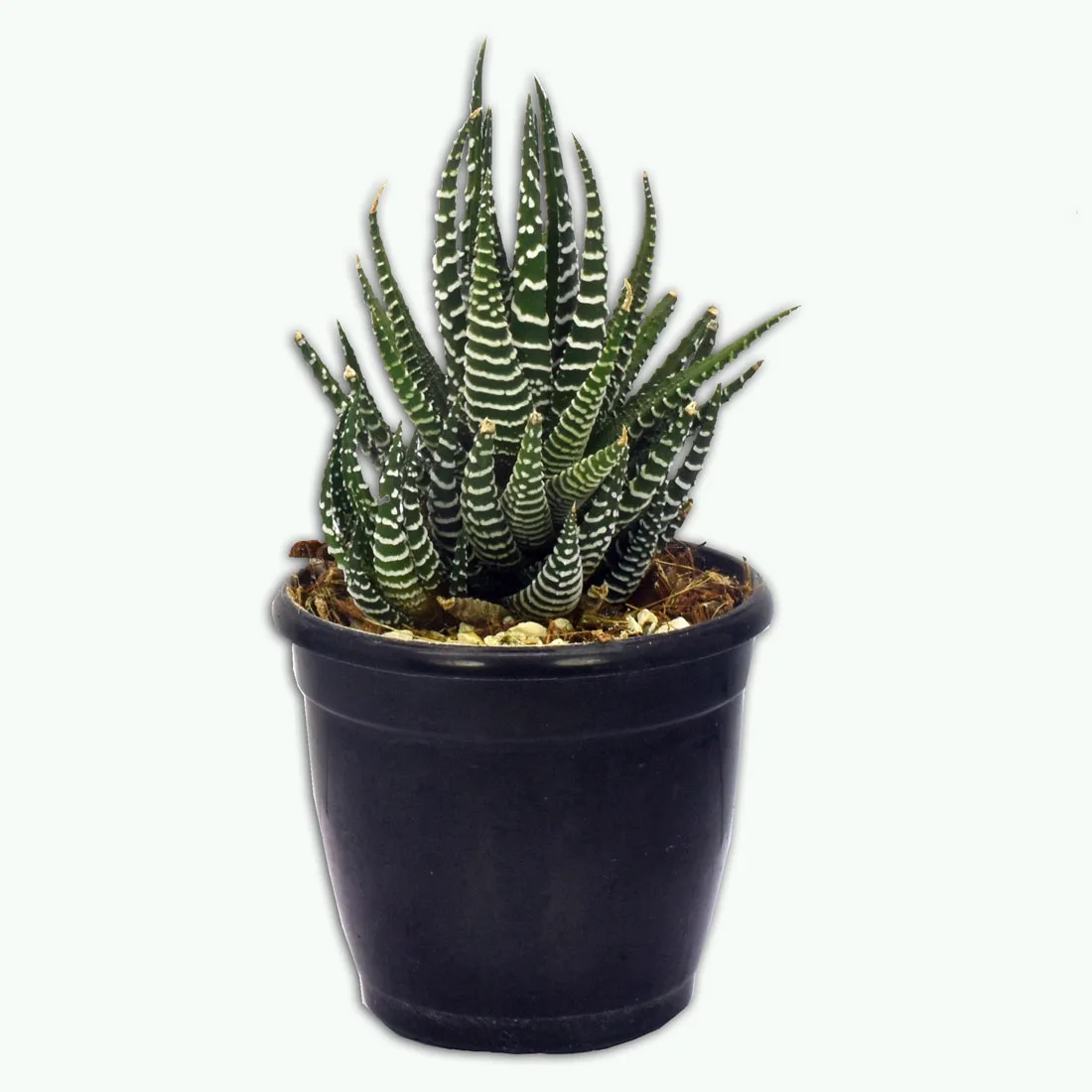 Zebra Haworthia succulent Plant - Image 2