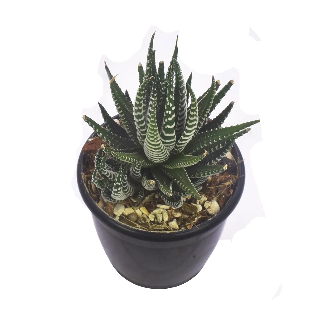 Zebra Haworthia