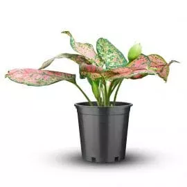 Aglaonema Dud Anyamanee