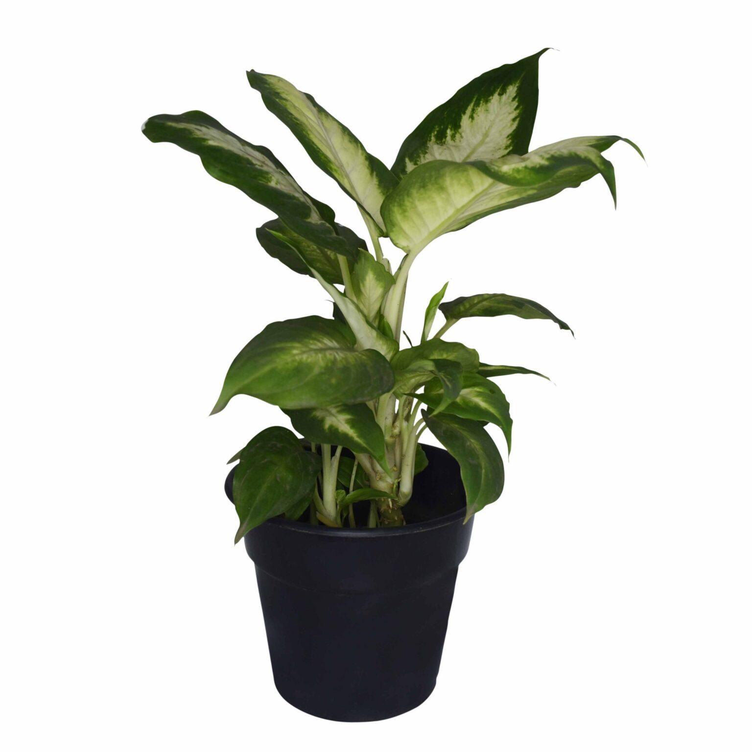 Dumb Cane - Dieffenbachia 'Camille'