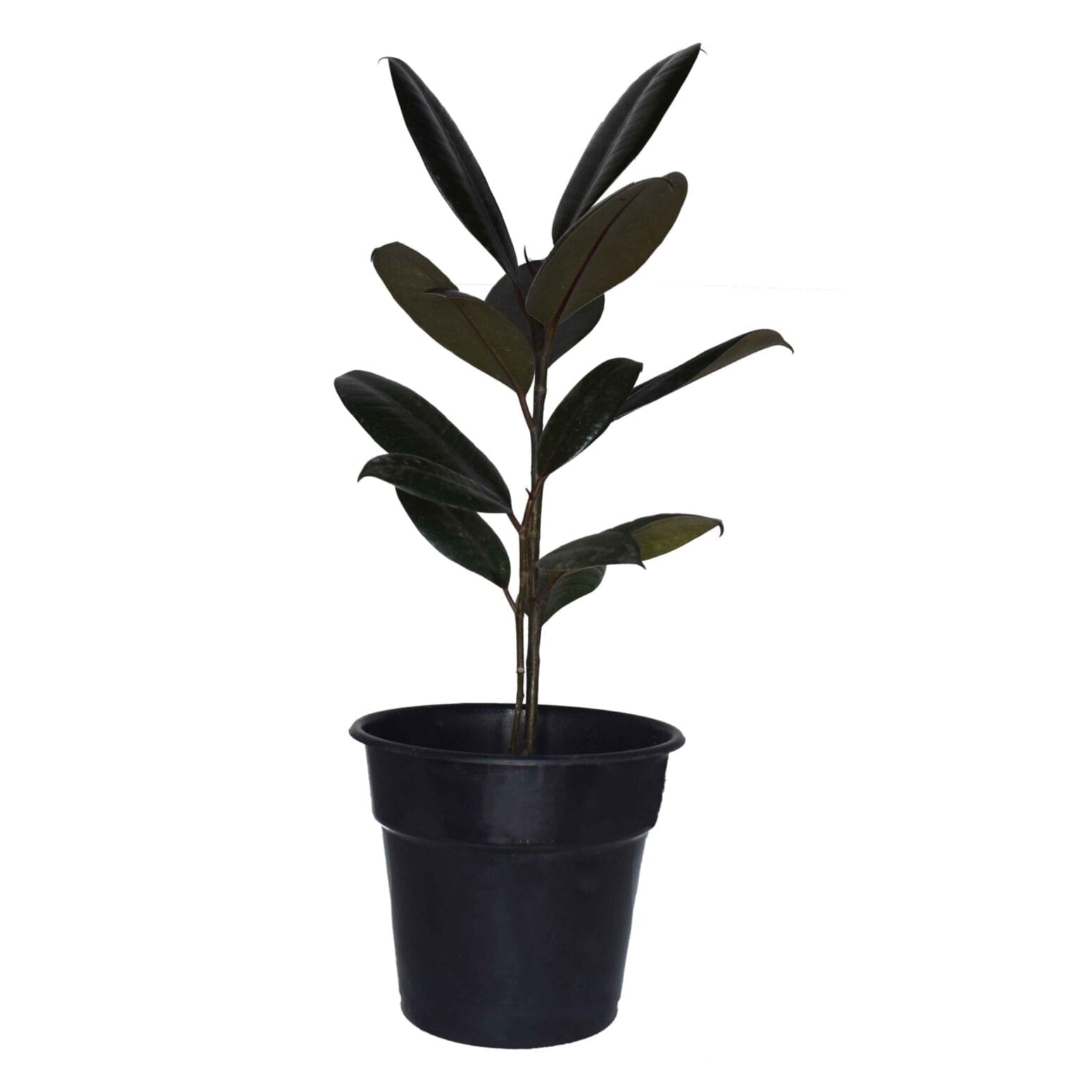 Ficus Elastica