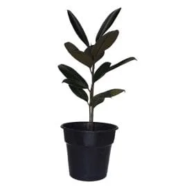 Ficus Elastica