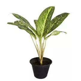 Dieffenbachia Mosaic