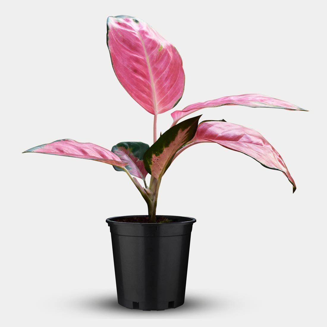  Aglaonema  Pink  Anyamanee Buy Online Trivandrum Garden Tech