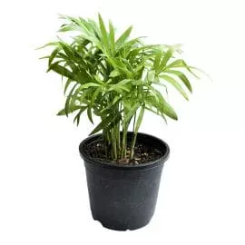 Bamboo Palm