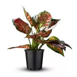 Aglaonema Dud Anyamanee