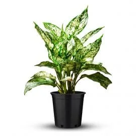 Aglaonema Snow White