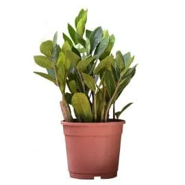 Zamioculcas Zamiifolia
