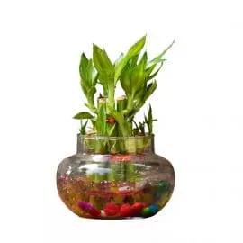 Lucky Bamboo