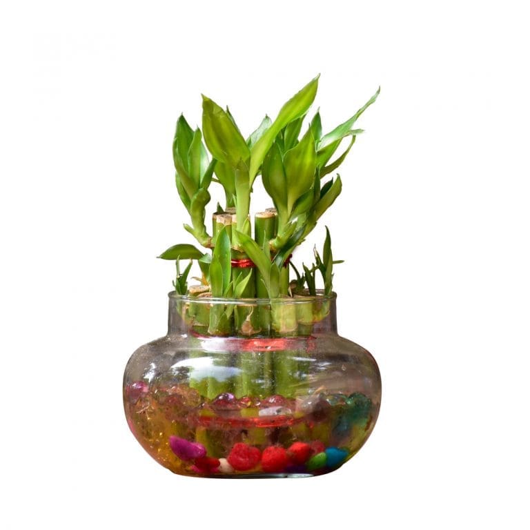 Lucky Bamboo 2 Layer in Glass Pot Buy Online Trivandrum Gardentech