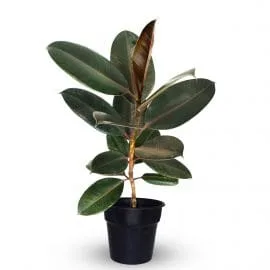 Ficus Elastica
