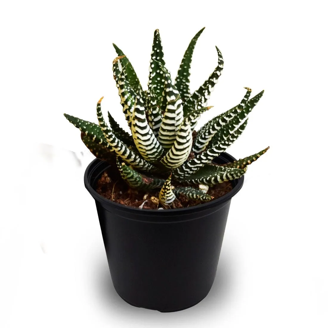 zebra haworthia