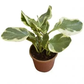 Variegated Peperomia Plant