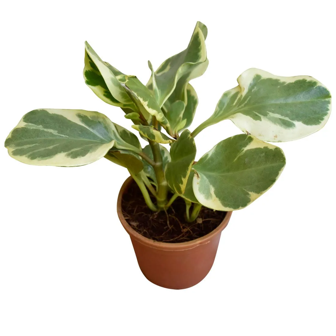 Variegated Peperomia Plant