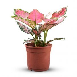 Aglaonema plant pink