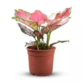 Aglaonema plant pink