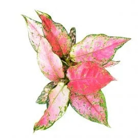 Aglaonema lady valentine