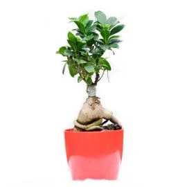 Ficus Bonsai