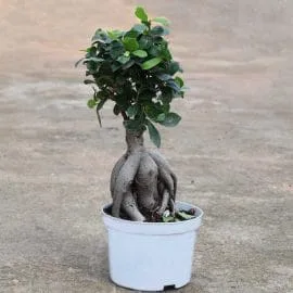 Ficus Microcarpa Ginseng Bonsai Tree