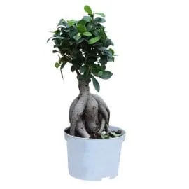 Bonsai