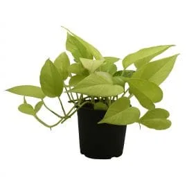 Money Plant Gold