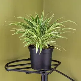 Spider Plant Chlorophytum