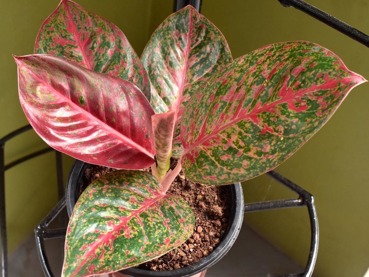 Aglaonema Legacy Plant Buy Online Trivandrumgardentch Com