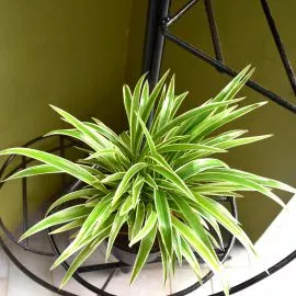 Chlorophytum