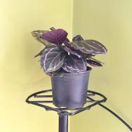 Rose-painted Calathea Dottie Plant