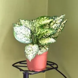 Aglaonema White Anyamanee
