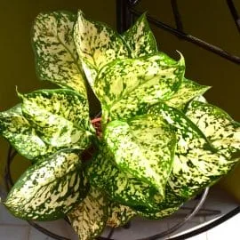 Aglaonema White Anyamanee