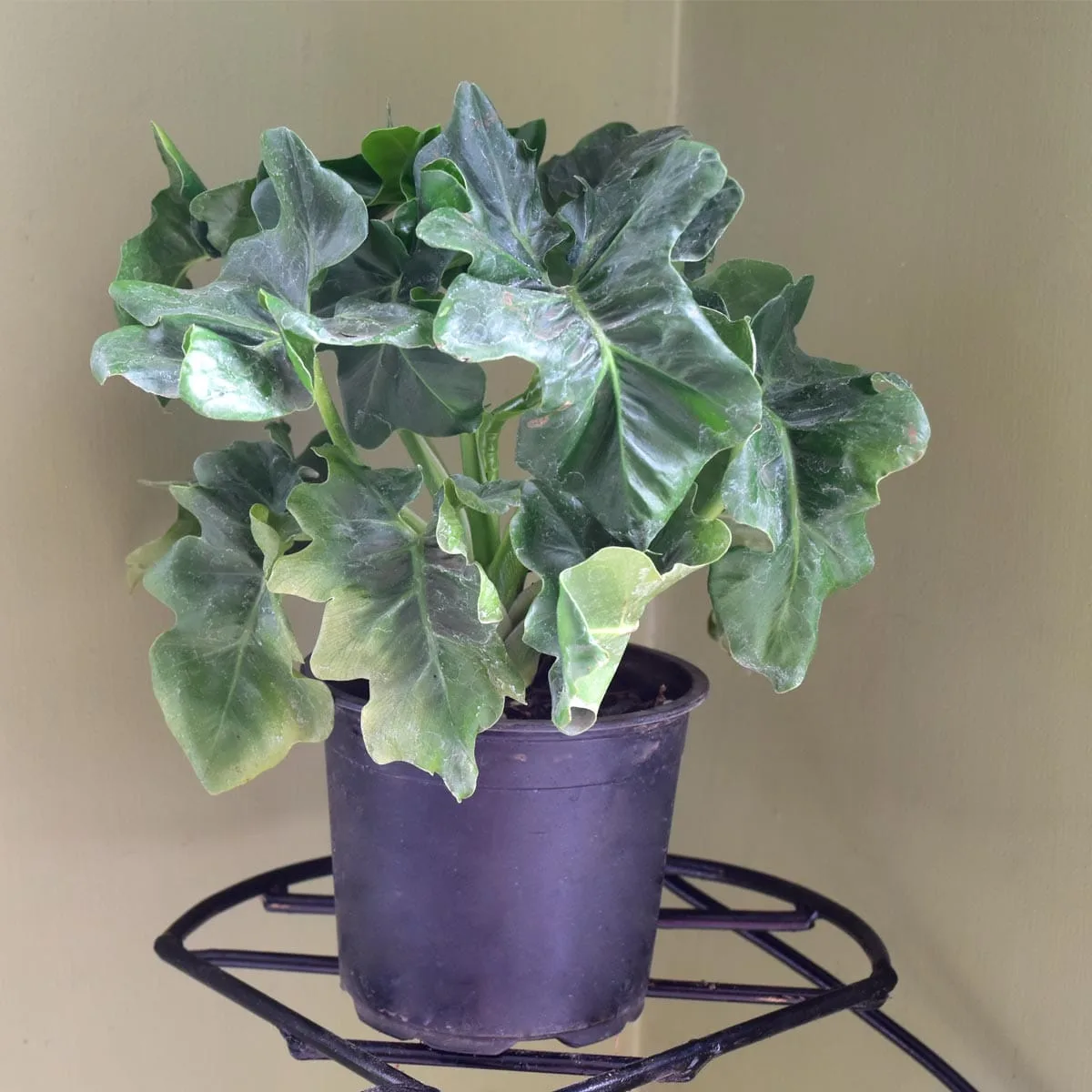 Philodendron Selloum Green