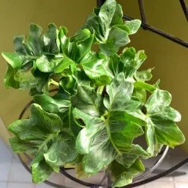 Shining Philodendron Bipinnatifidum